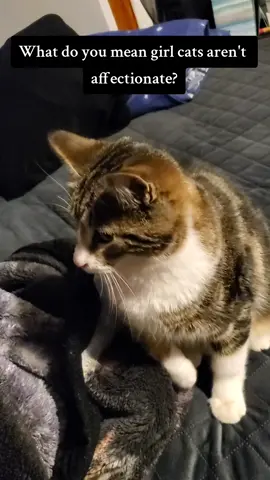 I wish I still had her 🤍💜  . . #Cinnamon #GirlCat #Stupidtrend #Missher #Fyp #Tiktok #Cat #catsoftiktok 
