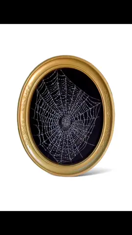 DIAMOND WEB 💎🕷️ @threadhandedjill hand-stitching a spiderweb using crystal beads to make them look like water droplets 🕸️💧 What do you think? Let us know! 🧪 #handstitch #crystal #beads #spiderweb #textile #artwork #diamonds 
