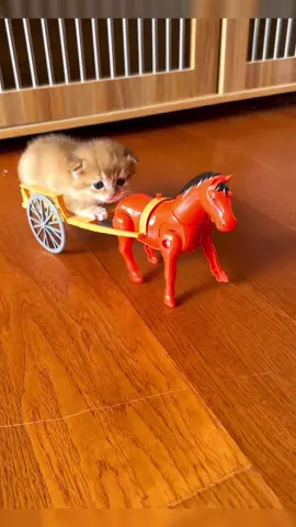 - 🤭🤭🤭#pet #cats #catsoftiktok #cutecatvideos #lovecatsoftiktok #kittencat #fyp #foryou 