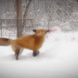 🦊♡ #fox #foxaesthetic #animals #🦊 #🦊🦊🦊 #aesthetic #cuteanimals #fyp #fypシ #fyppage #foryoupage #viralvideo #viralvideotiktok 