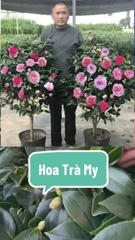 Hoa Trà My Ngũ Sắc khoe sắc đón năm mới 2024 #hoatramy #hoatet #hoatet2023 