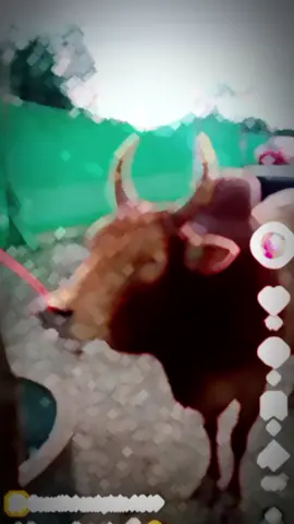 ขาวงามสามจังหวัด #ควนธานีหวานเฉียบ#CapCut 