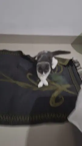 belum kelar dikasih tau mulai lgi 😀🤣😆 #cat #catsoftiktok #kucing #kucinglucu #pet #petlover #fyp #foryou 