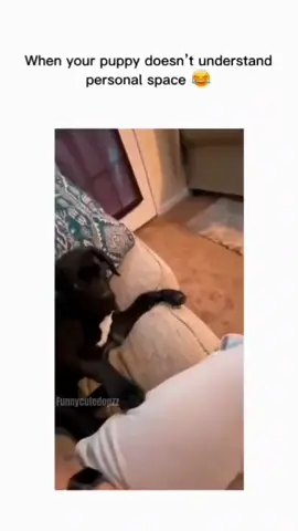 Funny and cute dog compilation 🤣 ... #funnydog #funnypet #cutedog #dogsoftiktok #dog 
