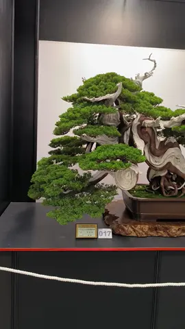 Bonsai Cemara Sinensis Itoigawa ( daun kecil ) favorite saya di pameran nasional Hua Fong Taiwan 2023 #bonsaijuniper #bonsaisinensis #bonsaicemara #bonsaijuara #bonsai #bonsaiexhibition #bonsaitree #pameranbonsai #bonsaiworld #bonsaitaiwan #bonsaisuper #juniperusbonsai 