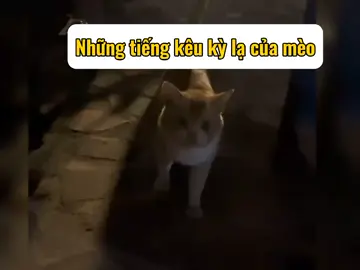 Những tiếng kêu kỳ lạ của mèo 😹😹😹 #viral #funny #fyp #pet #meme #kiukiu520 #cat #catsoftiktok #funnycat #catlover 