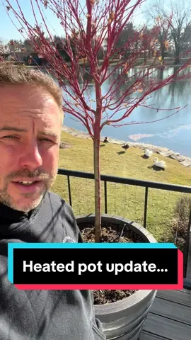 Adam’s heated pot… 😏  #fluffyfeatherfarm #japanesemaple #tree #pot #heatedpot 