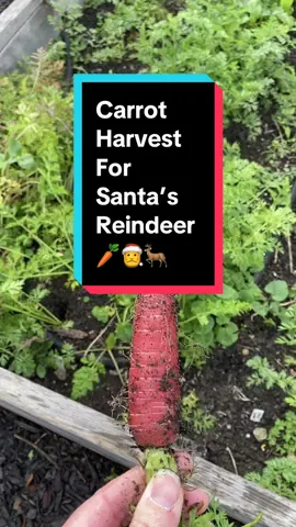 Harvest time on Christmas eve with my son. He harvested the perfect carrot for Rudolph! #wintergarden #harvesttime #winterharvest #carrotharvest 