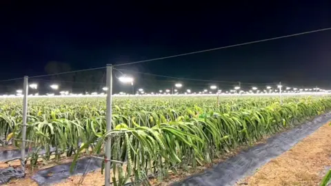 Welcome to dragon fruit garden have a good day😘😘😘#fruits #food #garden 