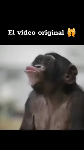 #monosbailando #uaauaauaauaa #uaauaa #NavidadEnTikTok #monosbailandoxd #🇲🇽 