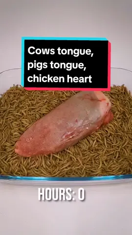 Replying to @oldspewky  Mealworms vs cows tongue, Pigs tongue and chicken heart #timelapse #mealworms 