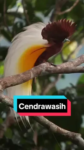 Birds of Paradise #cendrawasih #cendrawasihpapua #cendrawasihbird #burungcendrawasih #birdofparadise #bird #birds #birdslove #burung #burungkicau #burungkicaumaniak #burungkicaumania #burungmasteran #kicau #kicaumaniaindonesia #kicaumanianusantara #kicaumania #kicaumania_indonesia #masteranburung #masteranburungjuara #masteranburungindonesia #masteranburungmuraibatu #masteranmuraibatu #masteranburungcendet #masterancendet #fypgakni #fypdong #fypage #fypシ゚  #bird #animals 