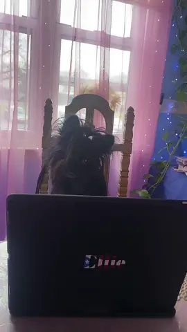 Getting presents ready for my siblings 🎁❤️ - - - - - - - - - - - - - - - - - - - - - - - - - - - - - - - - #nyliacamacho #christmas #shoping #amazon #fyp #viral #dogoftheday #yorkiepom 