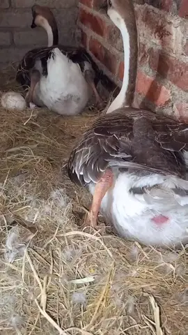Quack-tastic Moment: Duck 🦆 Laying Egg 🥚 | Nature's Miracle Unveiled! #DuckEgg #WildlifeWonder #Shorts