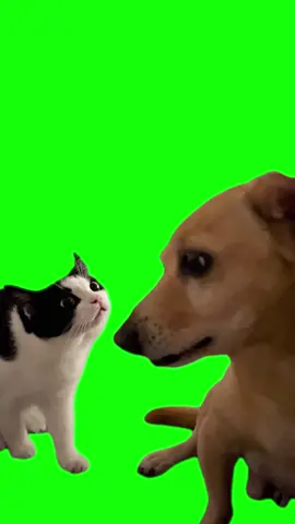 Green Screen Cat and Dog Meme #greenscreen #greenscreenvideo #catmeme #catmemes #dogmeme #dogmemes 