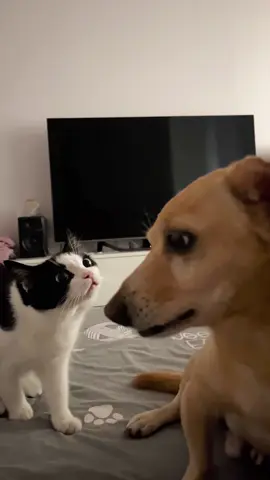 Cat and Dog Meme Template #catmeme #catmemes #dogmeme #dogmemes 