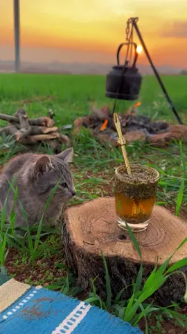 🥺💚🌸  #قران_كريم #الطبيعة #قطة #هدوء #ادلب 