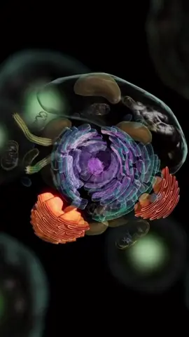 #anatomiacelular #celulaanimal #celulavegetal 