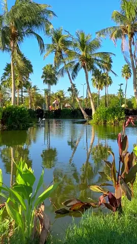 بحيرة ينبع الصناعية (حديقة الطيور) #ينبع_الصناعية #حديقة #طيور 