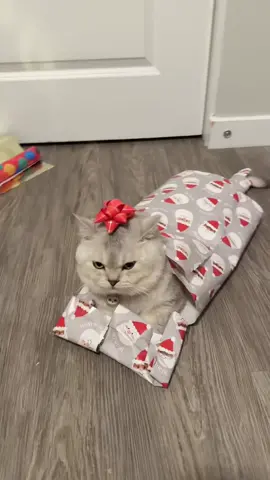 How to wrap a cat for Christmas 🎁🎄 #explore #explorepage #cat #catlover #catsoftiktok #unipawspaws #christmas #scottish 