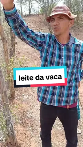 vaqueiro não conseguiu tirar o leite da vaca