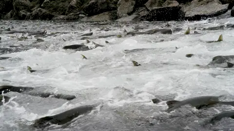 ikan salmon berjuang melawan arus sungai #salmon #animals #animal #alambebas #alamliar #widlife #satwaliar #tiktokanimals 