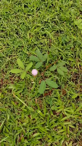 Putri malu atau Mimosa pudica L adalah perdu pendek anggota suku polong-polongan yang mudah dikenal karena daun-daunnya yang dapat secara cepat menutup/layu dengan sendirinya saat disentuh. Walaupun sejumlah anggota polong-polongan dapat melakukan hal yang sama, putri malu bereaksi lebih cepat daripada jenis lainnya. Kelayuan ini bersifat sementara karena setelah beberapa menit keadaannya akan pulih seperti semula #putrimalu  #bunga#flower#tumbuhan #fyp#fypシ゚viral #fypシ 