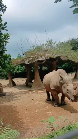 sayang banget hewan sekeren ini terancam punah 😔 #badak #badakberculadua #yomanstudio 