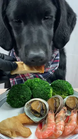 Dog eat so cute #dogeat #dog #eat #eating #mukbang #foryou #tiktok #fyp #dogitaly 