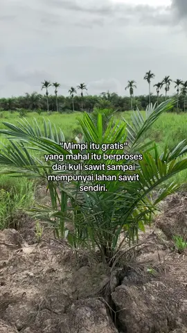 #petanisawit #sawitontiktok #story #sawit #anakpetani #petanimuda #foryou #zxycba 