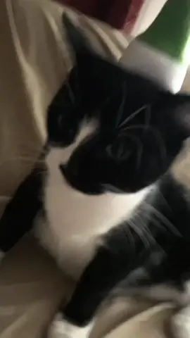 Christmas cats you can tell which cat causes chaos.