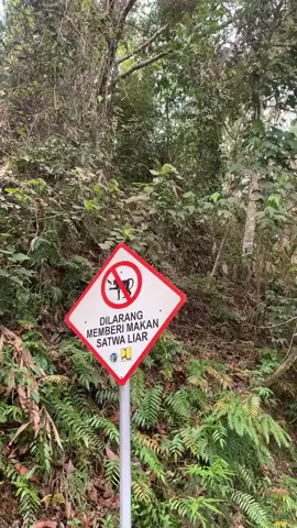 @dhani keling  #sedayulampung #tanjakansedayu #pesisirbarat #hutanlindungsumatera 