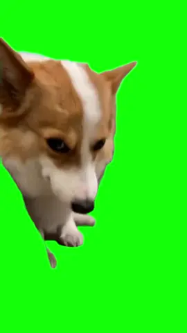 #greenscreen #greenscreencat #แจกฉากเขียว #แจกมีม #มีมแมว #foryoupage #fypシ #fypシ゚viral #meme #catmeme #catvideo #dogvideos #มีมหมา #มีมหมาแมว #greenscreendog 