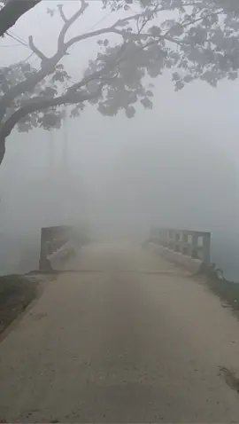 কুয়াশার গহীনে 🩶 #foggymorning #wintermorning #viralvideos #trending #views #allfollowers #100k #tiktok #foryou 