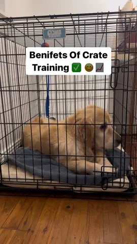 Crate training is a highly beneficial skill for anyone who owns a dog. This is one of the rare things that all trainers agree on. If you don’t crate train your dog you have everything to lose and nothing to gain. Can you raise a dog without a crate ? Yes of course but that doesn’t mean it’s optimal. You can go your whole childhood without a room but that doesn’t make it good.  Anyway, I could rattle off 1000 benefits of the crate but when it comes down to it, if you know about crate training and you don’t do it. You’re a right fool 😂😂😂 Merry Christmas, book a session today you know the deal 🎄🎅🏾👌🏾😊 #dog #dogtrainingsydney #dogtrainer #cratetraining #dogcrate #puppytraining #christmas 