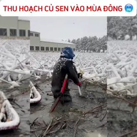 Thu hoạch củ sen có phải là đơn hàng vất vả nhất khi đi xklđ #tts #japan #xklđnhậtbản #xuấtkhẩulaođộng #vhc #thituyenxkldnhatban 