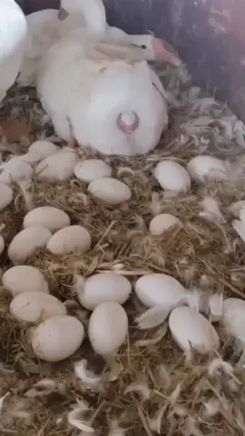 panen telor bebek angsa #triksimple #funny #videounik #viraltiktok #viral 