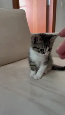 😍😍😍 #christmas #catsoftiktok #chat #gatos #catlover #cats 