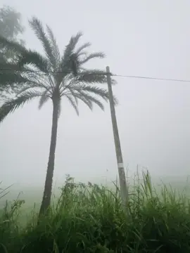 Winter morning🥶❄️#fry #foryou #foryoupage #tending #tangail 