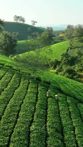 Đồi chè Long Cốc (Phú Thọ) ______________________ Những quả đồi tròn trĩnh, xanh mướt nằm san sát nhau đến hút tầm mắt cùng những con đường quanh co uốn lượn bên sườn đồi là khung cảnh tuyệt mỹ, đẹp như thơ mà bạn sẽ chứng kiến khi đến với Đồi chè Long Cốc (Phú Thọ). Nơi được mệnh danh là 