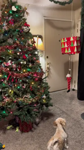 Harriet opens her own gifts. #shihtzu #harriet_Out_loud #doglife #puppylife #shihtzusoftiktok #gift #santa #christmas #merrychristmas #dogs #dogsoftiktok 