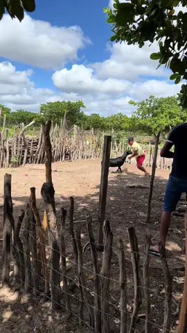 Cuidado com o carneiro valente #FelizNatal #video ##viral #comedia 