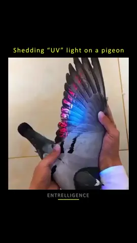 Shedding UV light on pigeons’ wings exposes some signs that are hardly visible to the eye. Guess why these pigeons have characters on their feathers. 🪶🐦 - Footage courtesy of Yu Huang - - What y'all think about this?? Comment below!👇💭 - - - #entrelligence ----------------------------------------------------- ©️ No copyright infringement intended. DM for credit or removal.