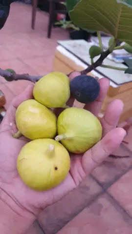 Noel mình ở nhà hái sung mỹ #Xmas2023 #gardening #lamvuon #traicaydep #sungmy #fig #figtree #figfruit #gardening 