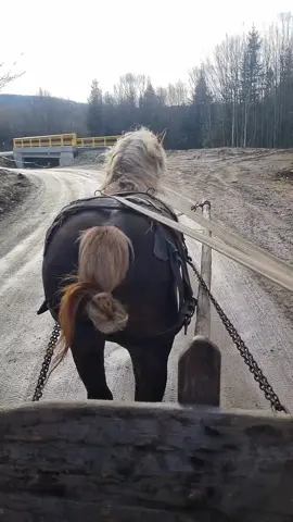 #caiibucovinei🐴 #caii #caiigreii❤️💪🐴 #romania🇷🇴 @Cosmin beghean #@Cosmin beghean 