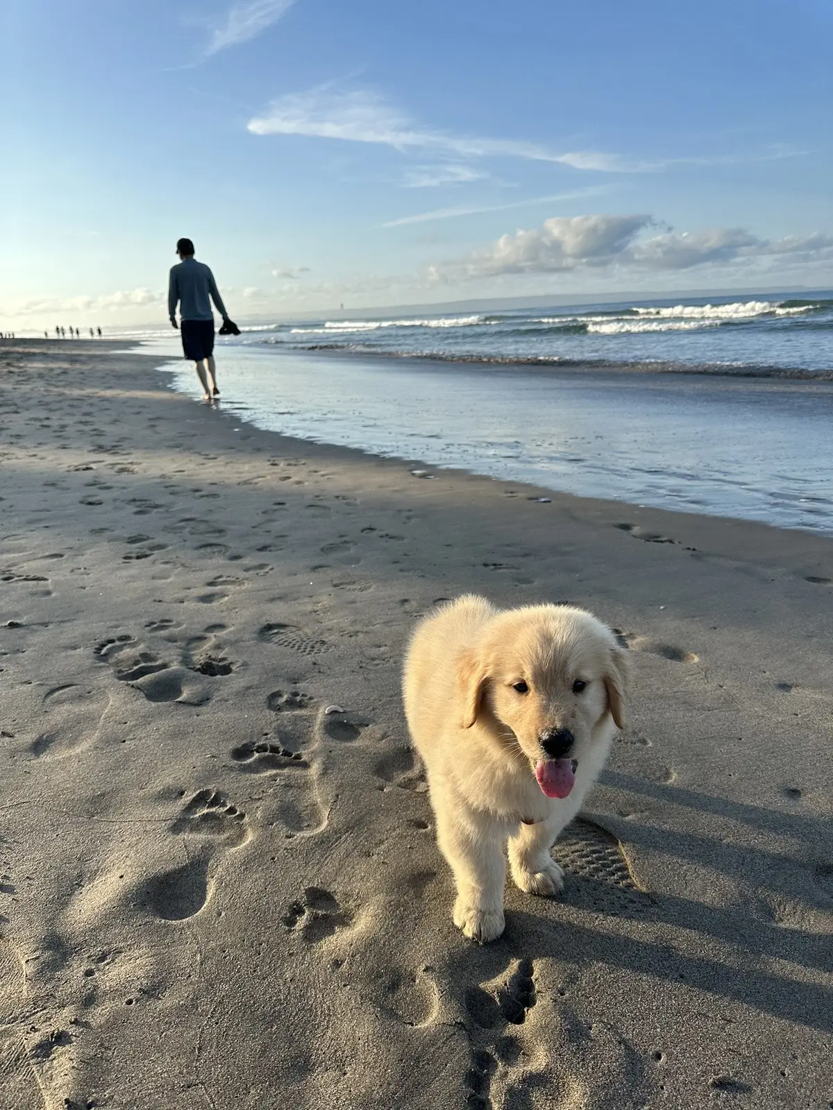 Momo seneng kepantai😍 #goldenretrieverlifestyle #goldenretriever #momothegolden #fyp 