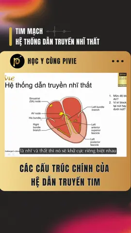 CÁC CẤU TRÚC CHÍNH CỦA HỆ DẪN TRUYỀN TIM #pivie #hocycungpivie  #kienthucykhoa #sinhvieny #timmach