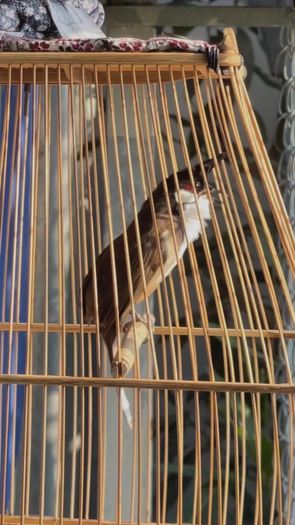 Tổng hợp chào mào thay lông nhanh của anh @Tuấn Nguyễn Đà Nẵng . Rất hay#chàomao #chàomào #chaomaobaydau #chaomaohotdau #xuhuong 