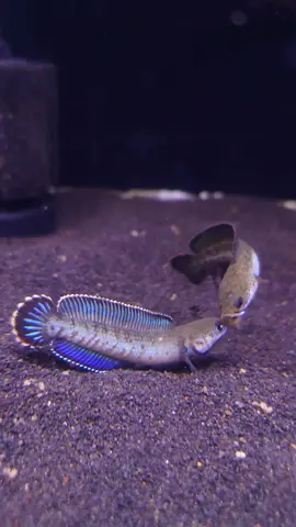 Andrao 25k nih boss 😎 #exofish #channa #channaindonesia #fyp #iwakgalak #fypシ #FishOfTikTok #predatorfish #channastewarti #channalimbata #channapulchra #channaandrao