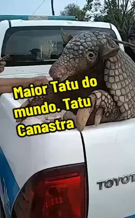 O tatu-canastra (Priodontes maximus), também conhecido como canastra e tatuaçu,é a maior espécie viva de tatu embora seus parentes extintos, os gliptodontes, fossem muito maiores #tatu #tatucanastra #faunasilvestre #wildlife  #faunabrasileira 